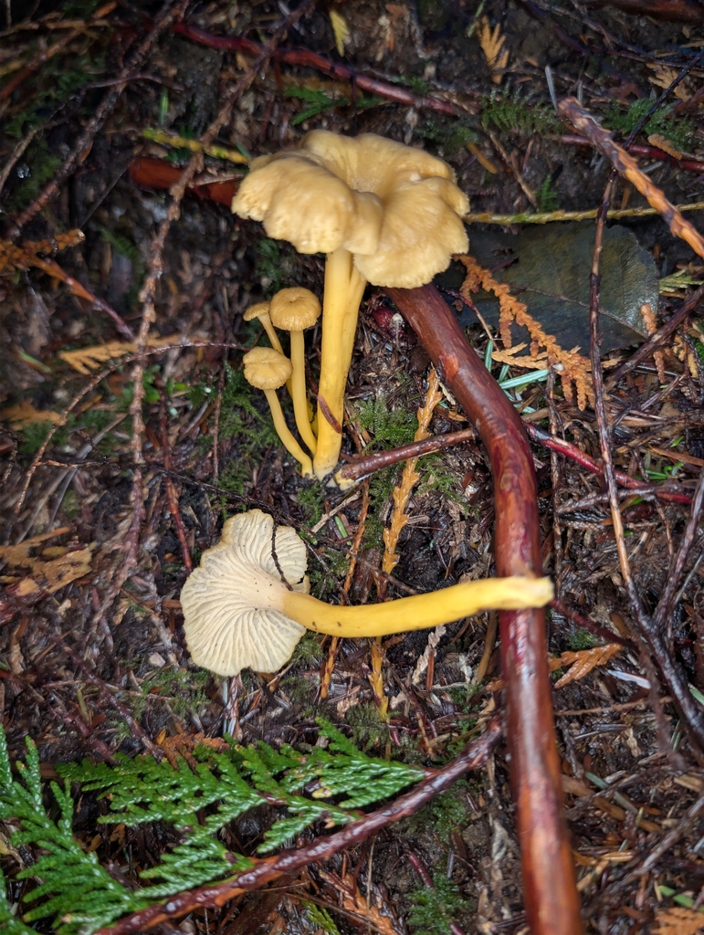 Craterellus tubaeformis · November 2025 · photo: © moemeikle (iNaturalist, cc-by)