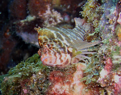 Cirrhitichthys aprinus