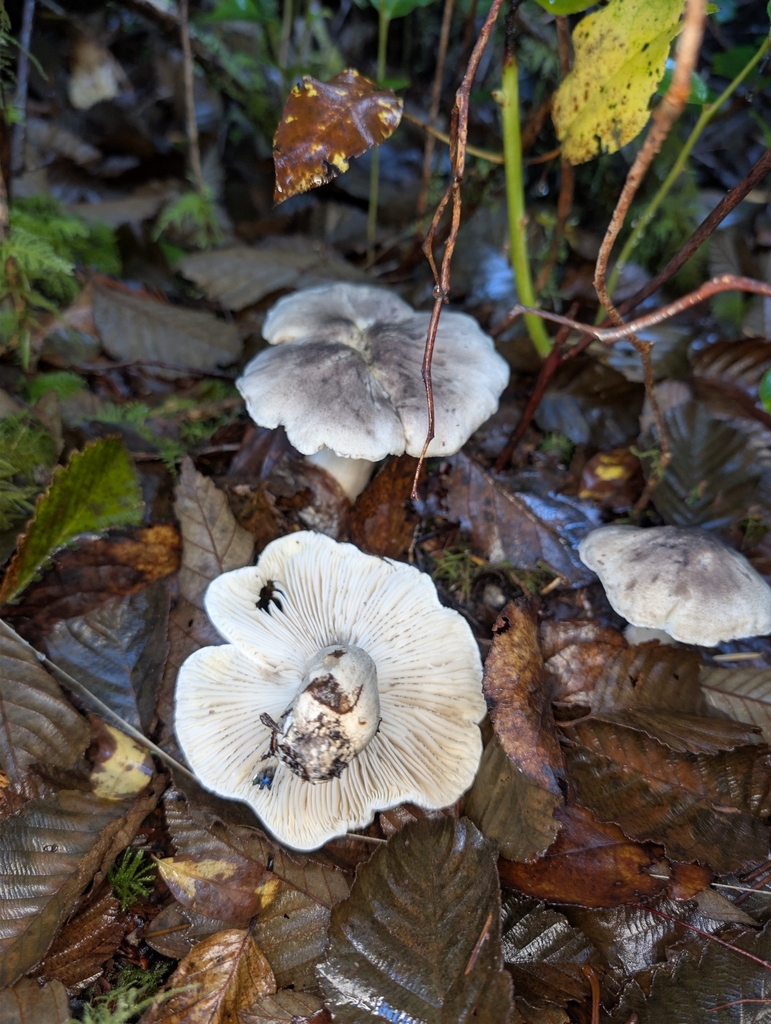 Tricholoma nigrum