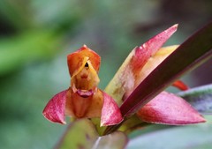 Maxillaria cryptobulbon