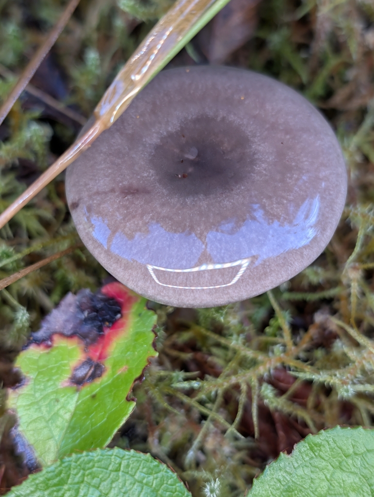 Lactarius pseudomucidus · November 2025 · photo: © moemeikle (iNaturalist, cc-by)
