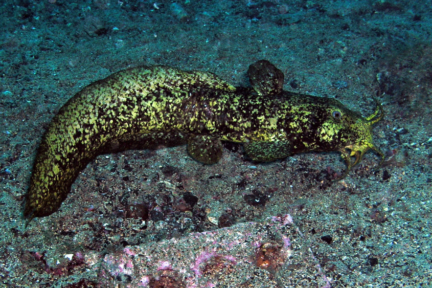 Estuary Catfish (Sydney Sea Life) · iNaturalist