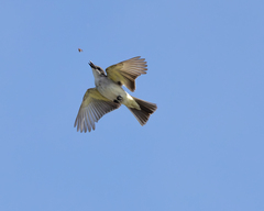 Gray Kingbird photo 2