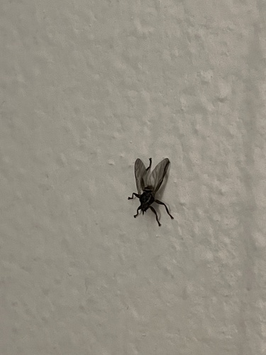 Unknown species found near Long Island, New York, NY, US