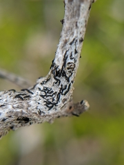 Opegrapha