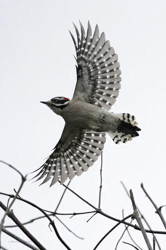 iNaturalist observation photo of Downy Woodpecker