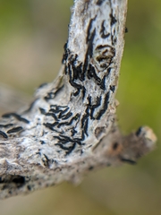 Opegrapha