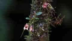 Masdevallia nidifica