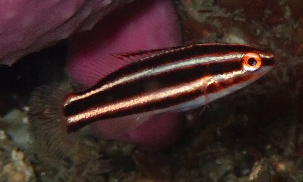 Izu hogfish (Bodianus izuensis) — Labridae