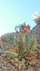 Caiophora chuquitensis