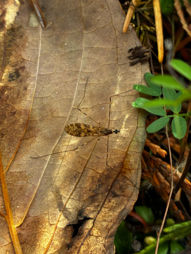 Unknown species found near Washington County, US-OR, US