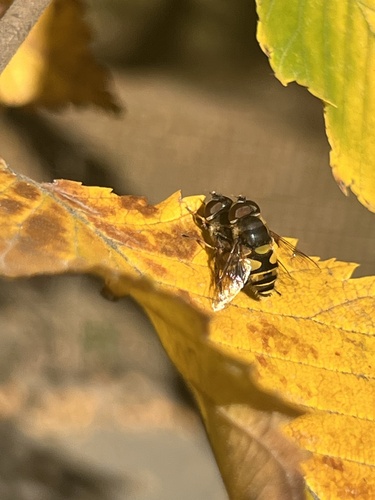 Unknown species found near Central Park, New York, NY, US