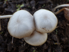 Bolbitius coprophilus