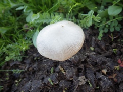 Bolbitius coprophilus