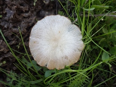 Bolbitius coprophilus