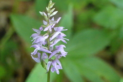 Dactylorhiza saccifera