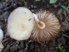 Bolbitius coprophilus