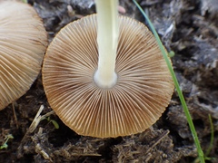 Bolbitius coprophilus