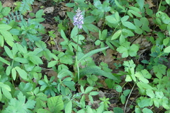 Dactylorhiza saccifera