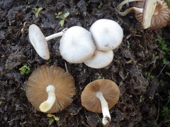 Bolbitius coprophilus