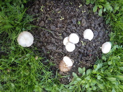 Bolbitius coprophilus