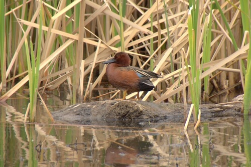 Cinnamon Teal (Northern)