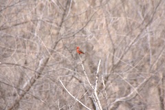 Pyrocephalus rubinus flammeus
