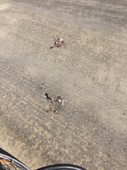 Streptopelia chinensis