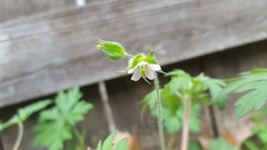 Geranium carolinianum