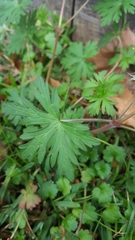 Geranium carolinianum