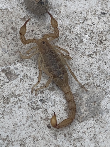 Chihuahuanus bilineatus