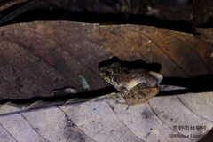 Limnonectes conspicillatus