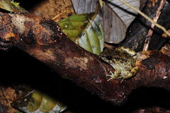 Limnonectes conspicillatus