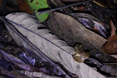 Limnonectes conspicillatus