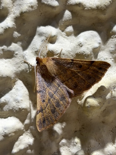 Federfühler-Herbstspanner