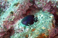 Pomacentrus australis