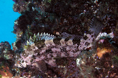 Chironemus marmoratus