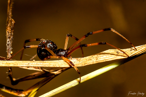 Brown Widow, photo 2 of 10