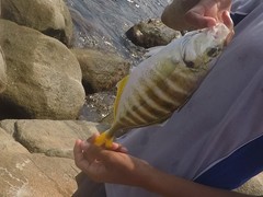 Caranx vinctus