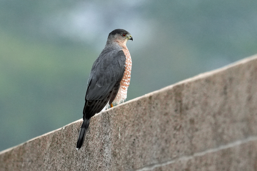 iNaturalist observation photo of Cooper's Hawk