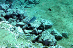 Nemadactylus douglasii