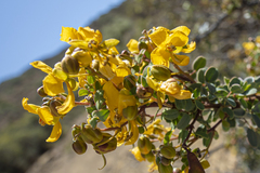 Senna purpusii