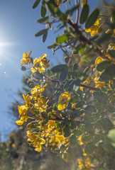 (c) MarvalPhotography19, some rights reserved (CC BY) Senna purpusii, photograph (c) MarvalPhotography19, some rights reserved (CC BY)