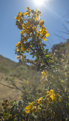 (c) MarvalPhotography19, some rights reserved (CC BY) Senna purpusii, photograph (c) MarvalPhotography19, some rights reserved (CC BY)