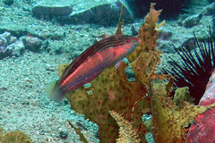Suezichthys arquatus