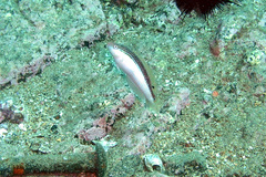 Suezichthys arquatus