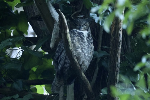 View observation of {o.common_name} on iNaturalist