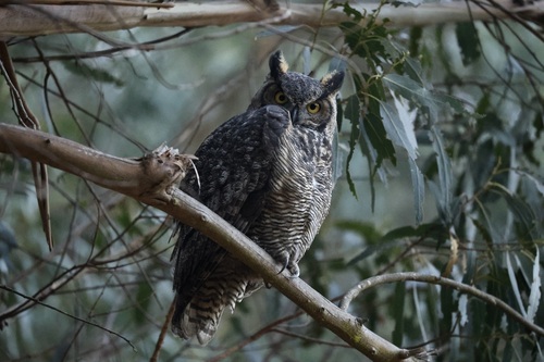 View observation of {o.common_name} on iNaturalist