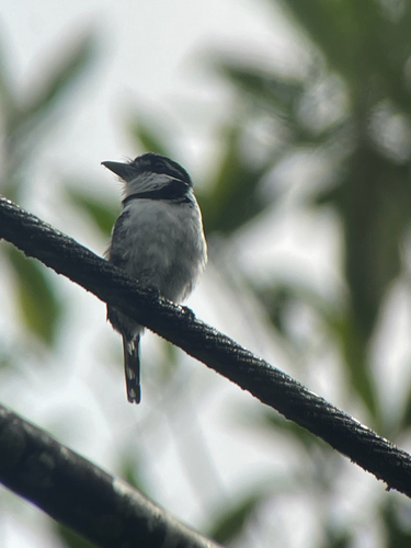 Pied Puffbird (Notharchus tectus)