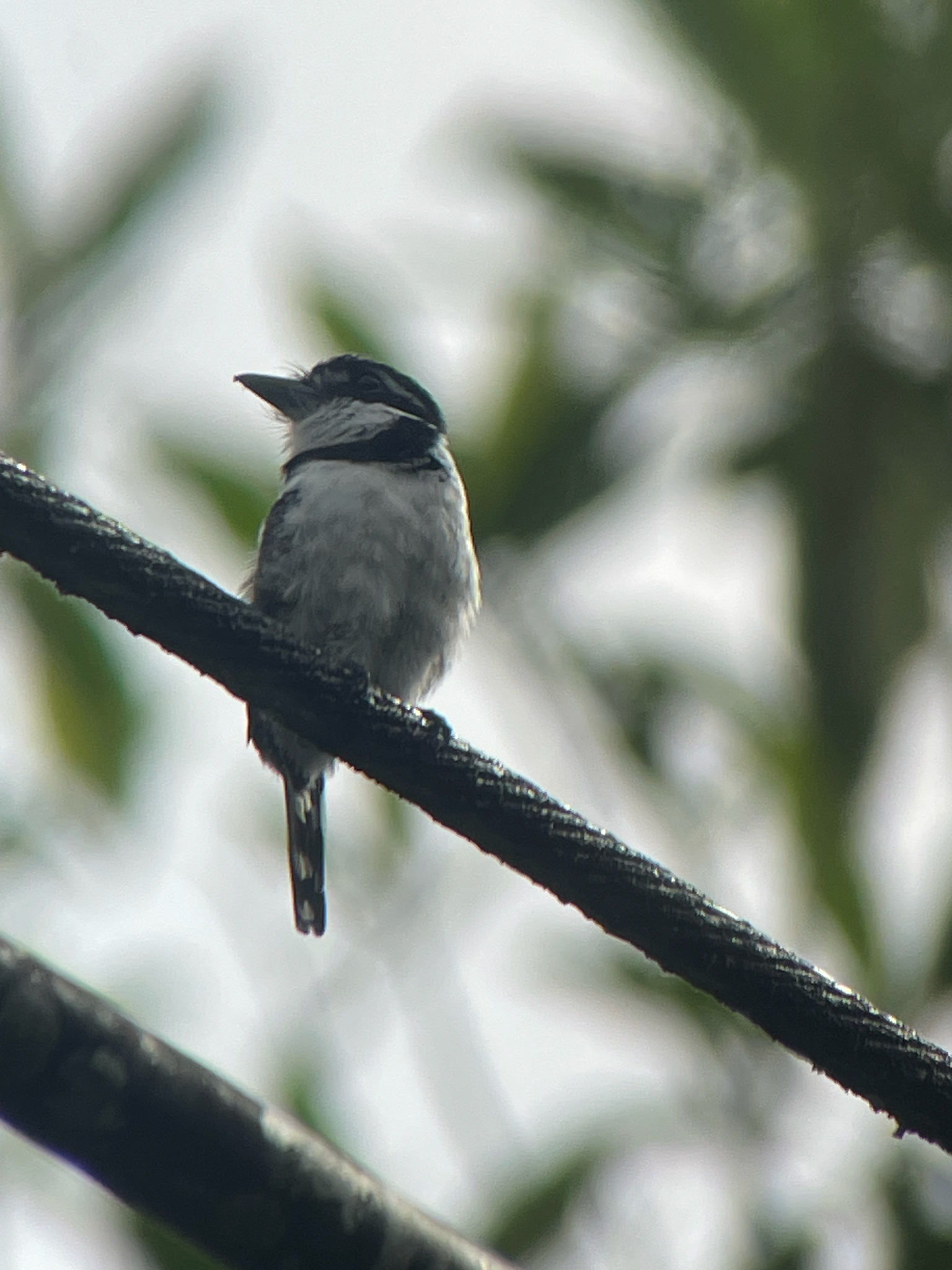 Pied Puffbird illustration